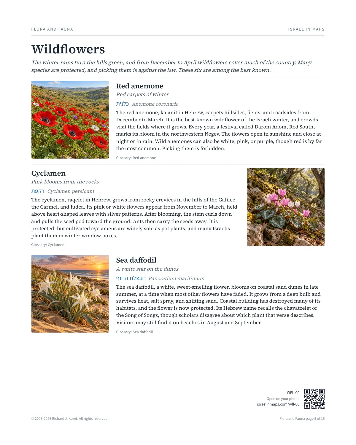 Wildflowers
