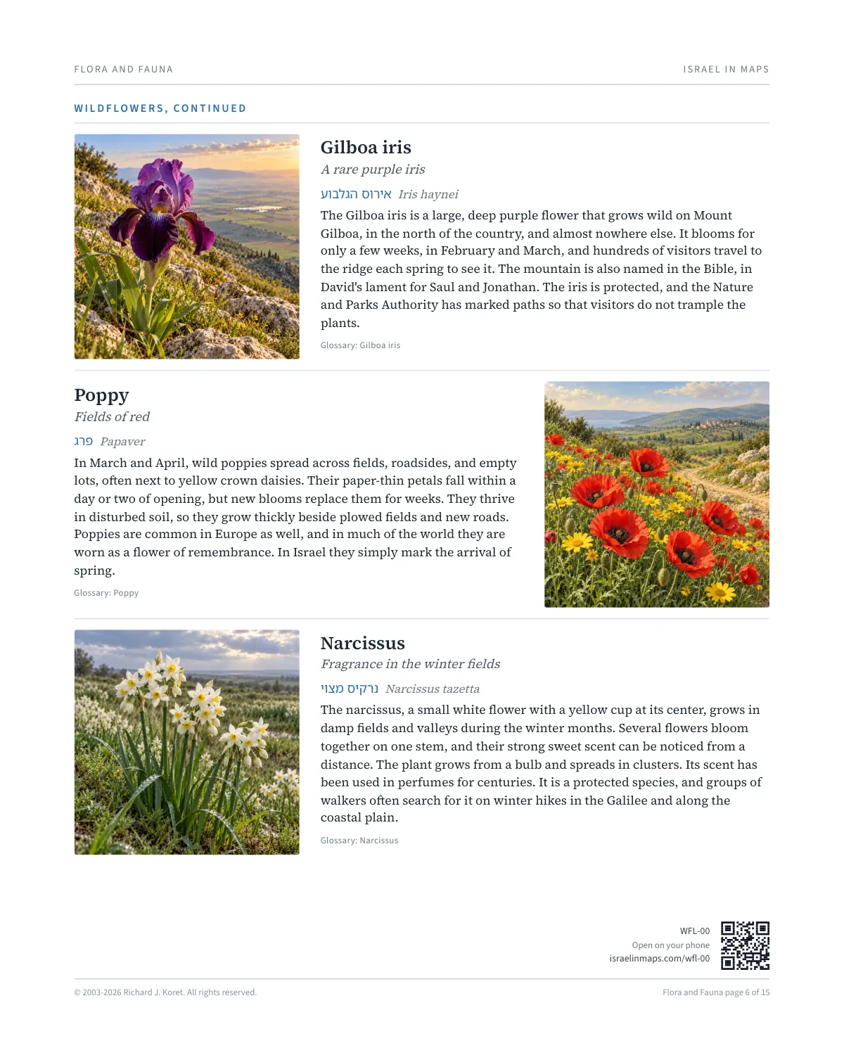 Wildflowers