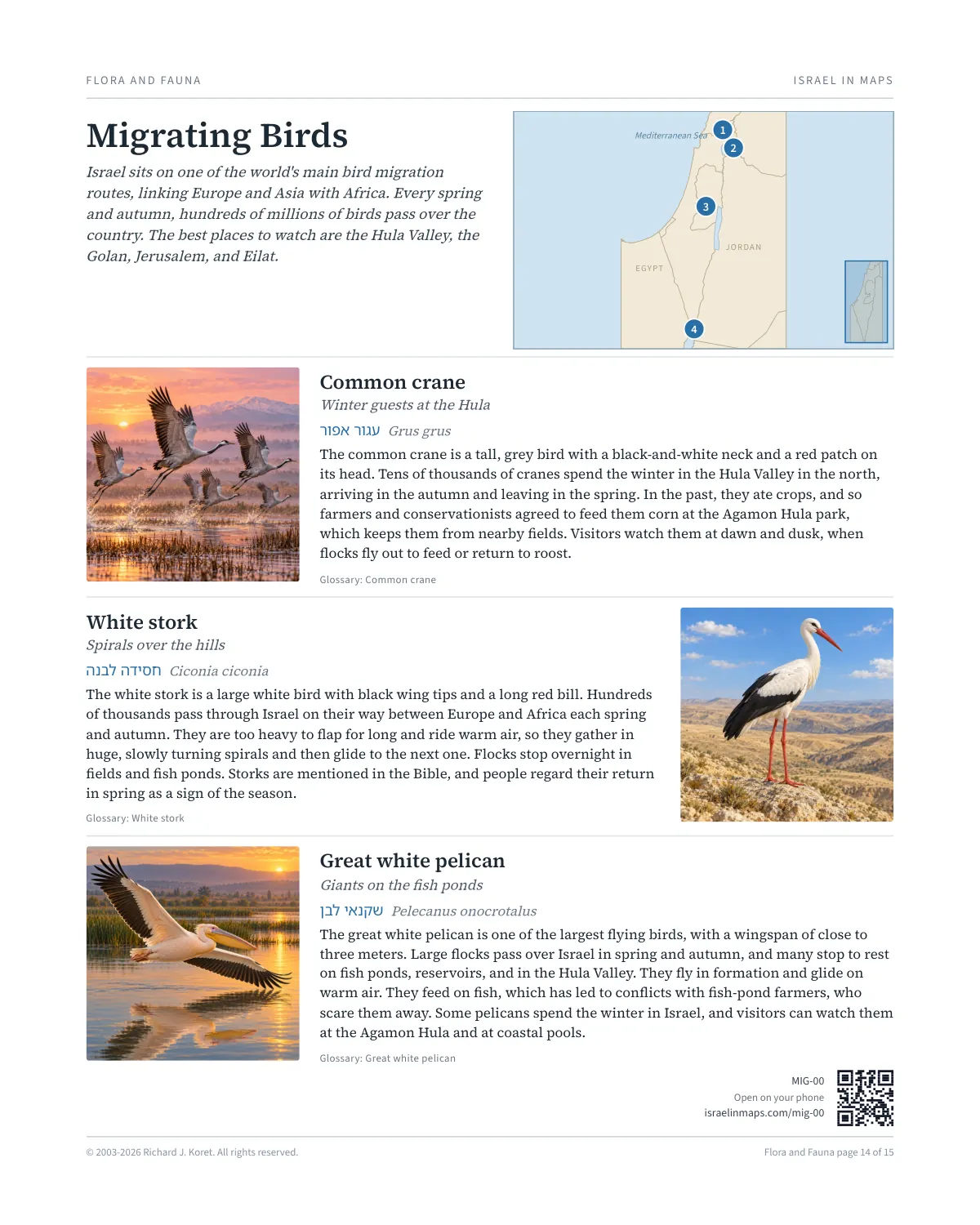 Migrating Birds