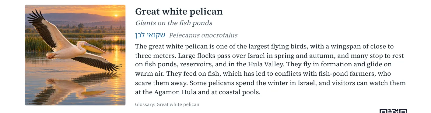 Great white pelican