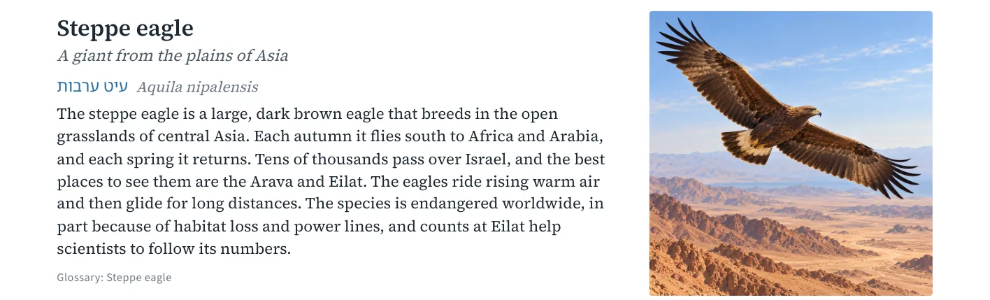 Steppe eagle