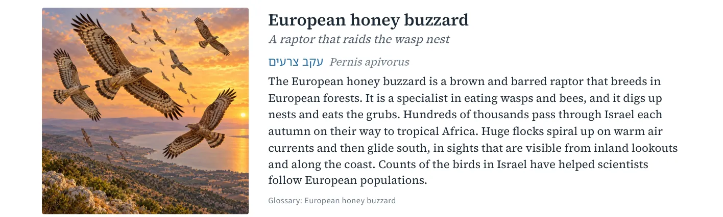 European honey buzzard