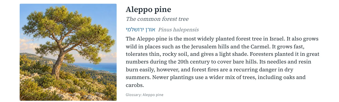 Aleppo pine
